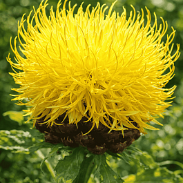 Василек крупноголовый Deep Yellow