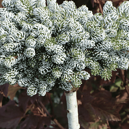 Пихта корейская Kohout's Icebreaker