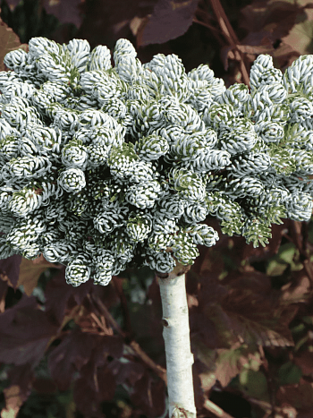 Пихта корейская Kohout's Icebreaker