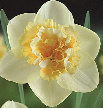 Нарцисс махровый Арт Нуво
