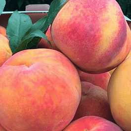 Персик Редхейвен