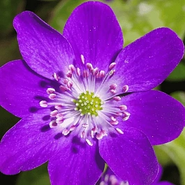 Печеночница японская Purple Forest Hybrids