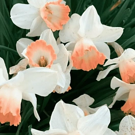 Нарцисс Salome