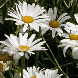 Нивяник наибольший May Queen