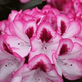 Рододендрон якушиманский Hachmanns Charmant