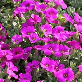 Аубриета Florado Rose