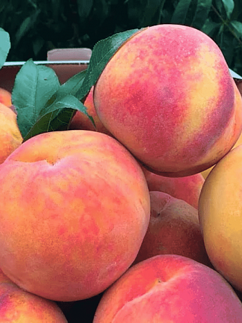 Персик Редхейвен