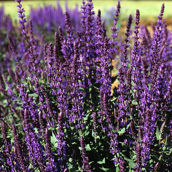 Сальвия пышная Блю Квин