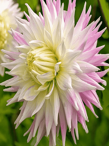 Георгина Kiev