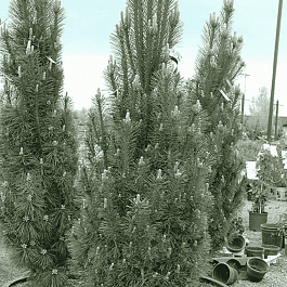 Сосна чёрная Komet