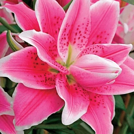 Лилия Roselily Natascha