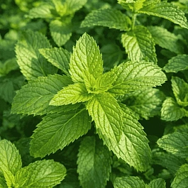 Мята Гардения