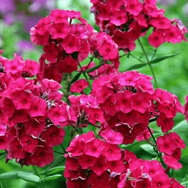 Флокс метельчатый Tenor