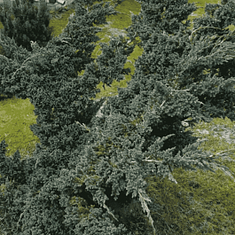 Можжевельник чешуйчатый Meyeri