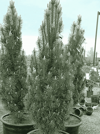 Сосна чёрная Komet