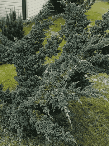 Можжевельник чешуйчатый Meyeri