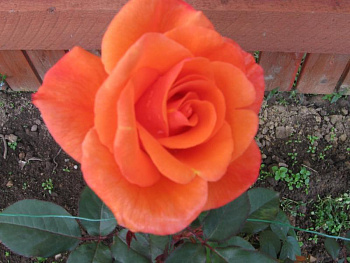 Роза плетистая Метанойя Роза плетистая Метанойя