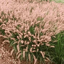 Пеннисетум восточный Flamingo