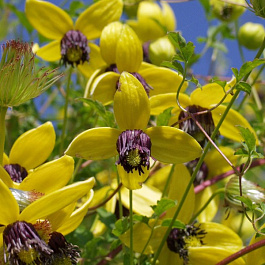 Клематис ботанический Голден Тиара