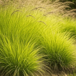 Молиния голубая Edith Dudszus