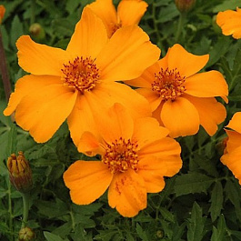 Бархатцы отклоненные Диско Оранж