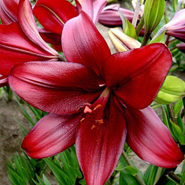 Лилия ЛА-гибрид Форса Ред