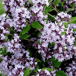 Душица обыкновенная Margeritha