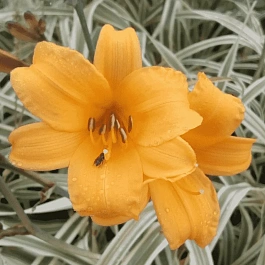 Лилейник Golden Zebra