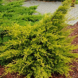 Можжевельник китайский Куривао Голд