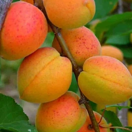 Абрикос Краснощекий