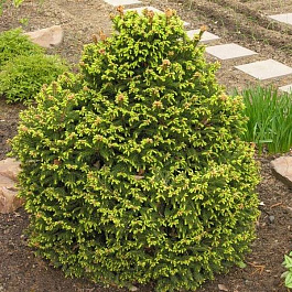 Ель обыкновенная Олендорфи Ель обыкновенная Олендорфи