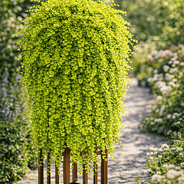 Вербейник монетчатый Goldilocks