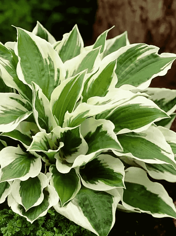 Хоста Форчуна Patriot