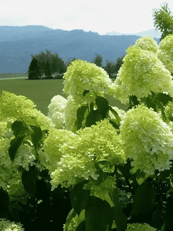 Гортензия метельчатая limelight ТОЛЬКО САМОВЫВОЗ