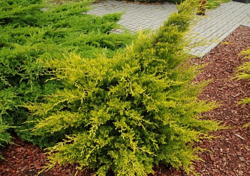 Можжевельник китайский Куривао Голд