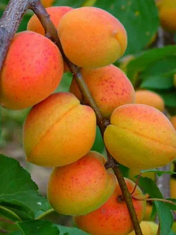 Абрикос Краснощекий