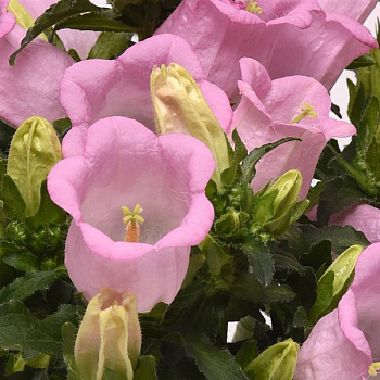 Колокольчик средний Кампанелла Пинк