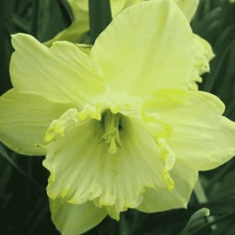 Нарцисс Saint Patrick' Day