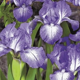 Ирис карликовый Petite Polka