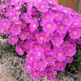 Астра кустарниковая Старлайт