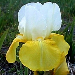 Ирис германский Tulip Festival