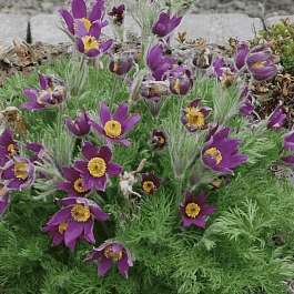 Прострел обыкновенный Pinwheel Blue Violet Shades