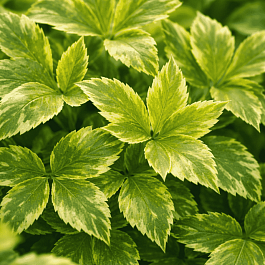 Бузина черная Golden Spark