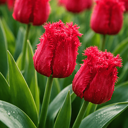 Тюльпан Barbados