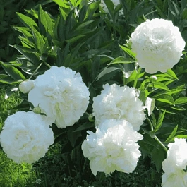 Пион Moon over Barrington