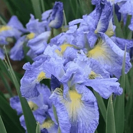 Ирис сибирский Cape Cod Boys