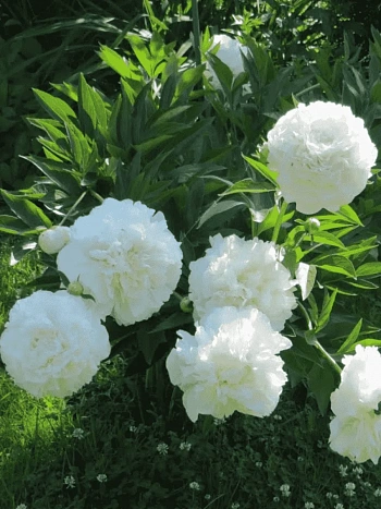 Пион Moon over Barrington