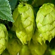 Хмель обыкновенный(F)