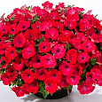 Петуния ампельная Опера Ред Петуния ампельная Опера Ред