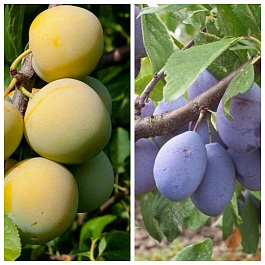 Дерево-сад (2-3х летка) слива 2 сорта Ренклод колхозный-Восход